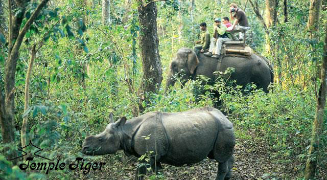 GREEN-JUNGLE-safari