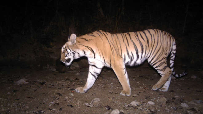 Camera-trap-footage-night-tiger